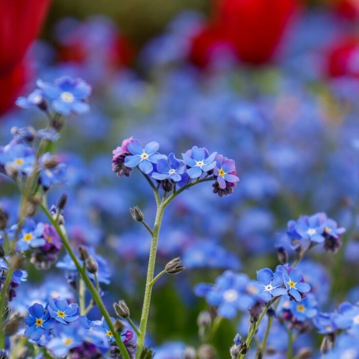 field of forget-me-not blue flowers.