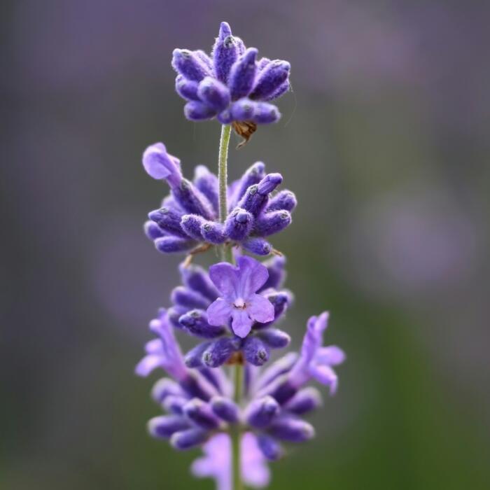 lavender flower.