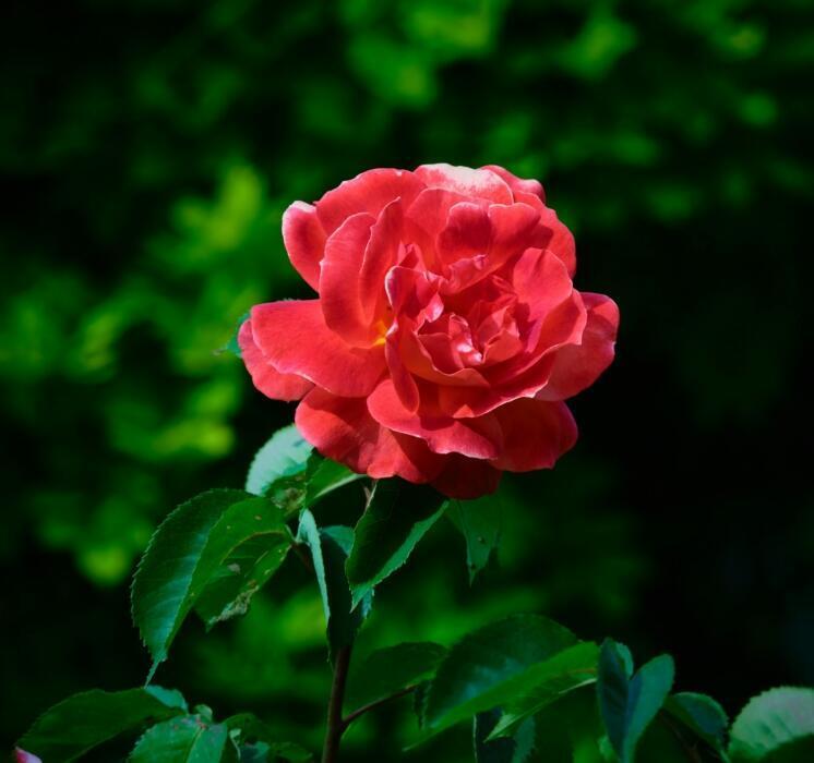 red rose with a green garden background.