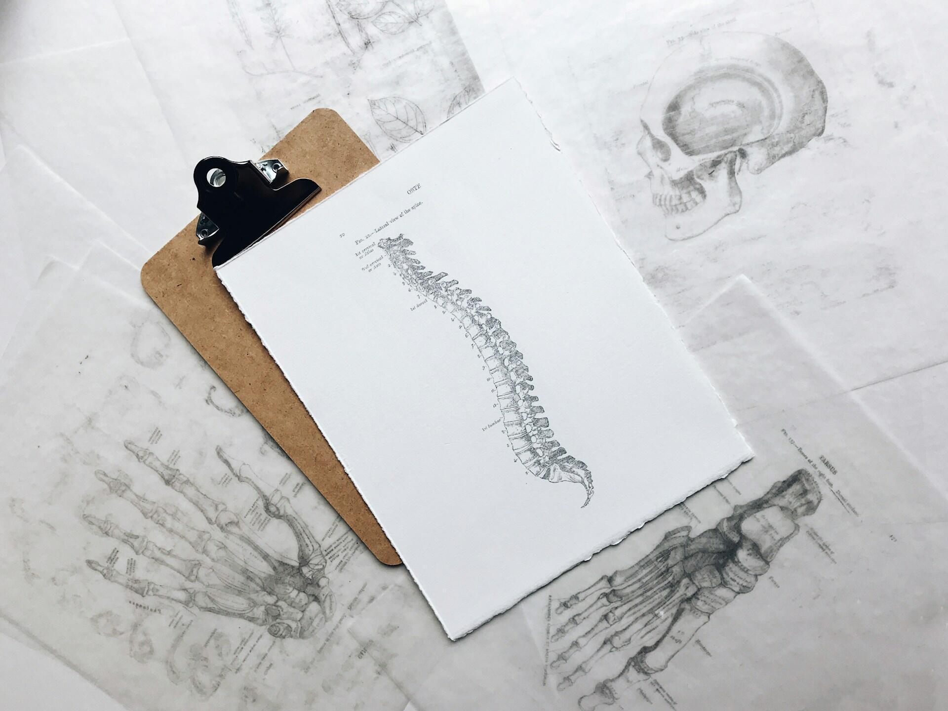 black and white sketches of a skeleton.