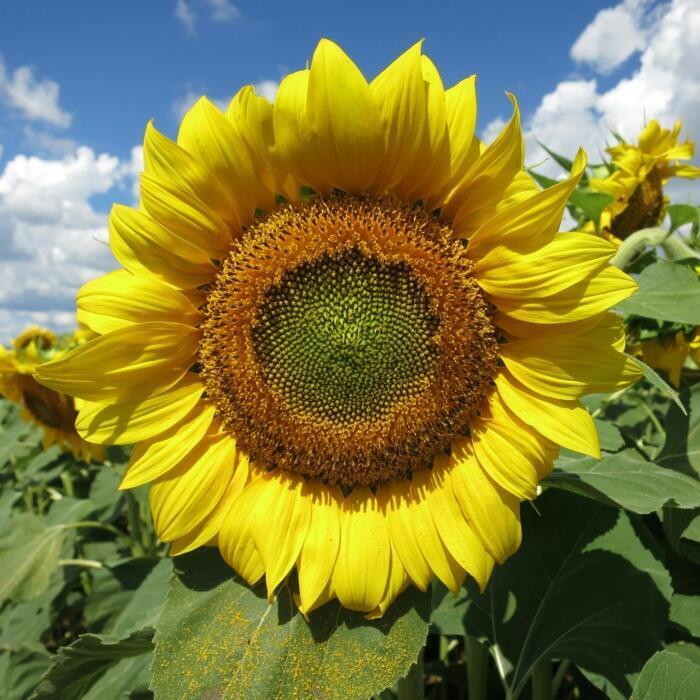 A sunflower